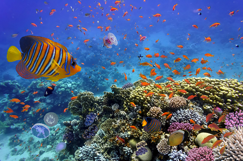 marine life on reef